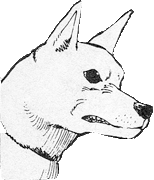 kaos